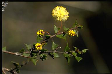 APII jpeg image of Acacia gunnii  © contact APII