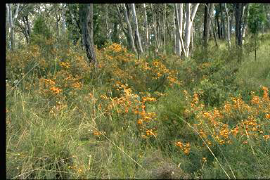 APII jpeg image of Mirbelia oxyloboides  © contact APII