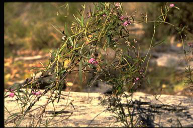 APII jpeg image of Glycine clandestina  © contact APII