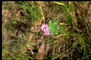 APII jpeg image of Geranium solanderi var. solanderi  © contact APII