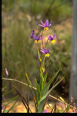 APII jpeg image of Stypandra glauca  © contact APII