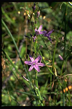 APII jpeg image of Caesia calliantha  © contact APII