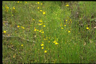 APII jpeg image of Bulbine bulbosa  © contact APII