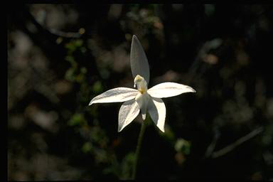 APII jpeg image of Glossodia major  © contact APII