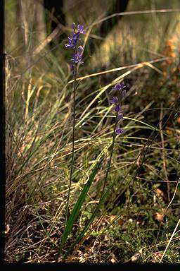 APII jpeg image of Thelymitra nuda  © contact APII