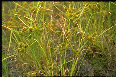 APII jpeg image of Cyperus eragrostis  © contact APII