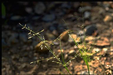 APII jpeg image of Eragrostis brownii  © contact APII