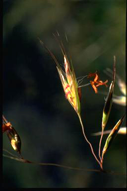 APII jpeg image of Rytidosperma pallidum  © contact APII