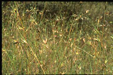 APII jpeg image of Themeda triandra  © contact APII