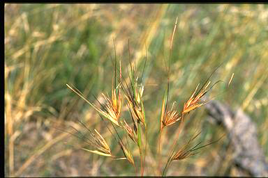 APII jpeg image of Themeda triandra  © contact APII