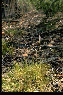 APII jpeg image of Poa sieberiana  © contact APII