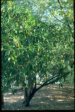 APII jpeg image of Morinda citrifolia  © contact APII