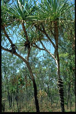 APII jpeg image of Pandanus spiralis  © contact APII