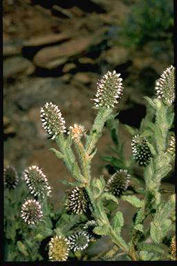 APII jpeg image of Pterocaulon serrulatum  © contact APII