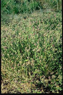 APII jpeg image of Pterocaulon sphacelatum  © contact APII