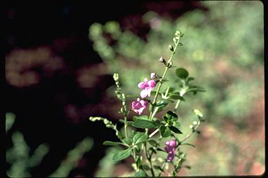 APII jpeg image of Prostanthera stricta  © contact APII