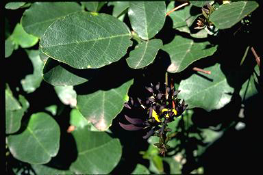 APII jpeg image of Kennedia nigricans  © contact APII