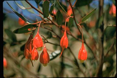 APII jpeg image of Eucalyptus dolichorhyncha  © contact APII