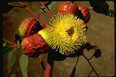 APII jpeg image of Eucalyptus youngiana  © contact APII