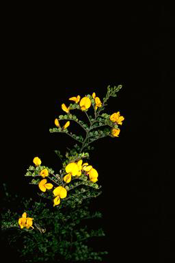 APII jpeg image of Bossiaea foliosa  © contact APII