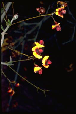 APII jpeg image of Daviesia bursarioides  © contact APII