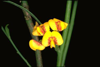 APII jpeg image of Daviesia discolor  © contact APII