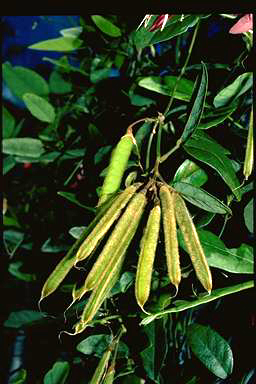 APII jpeg image of Kennedia rubicunda  © contact APII