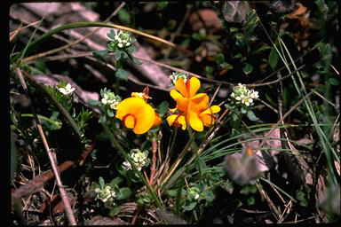 APII jpeg image of Pultenaea polifolia  © contact APII