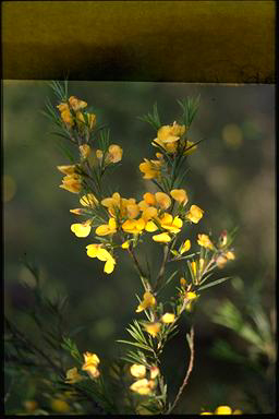 APII jpeg image of Pultenaea juniperina  © contact APII