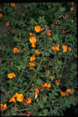 APII jpeg image of Pultenaea subternata  © contact APII