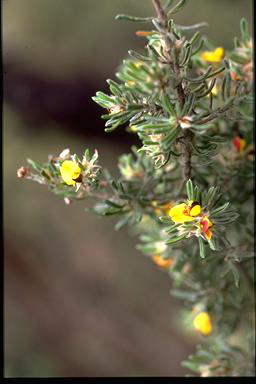 APII jpeg image of Pultenaea tenuifolia  © contact APII