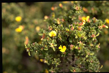 APII jpeg image of Pultenaea trifida  © contact APII