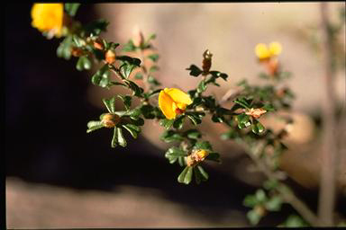 APII jpeg image of Pultenaea victoriensis  © contact APII