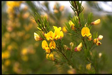 APII jpeg image of Pultenaea viscidula  © contact APII