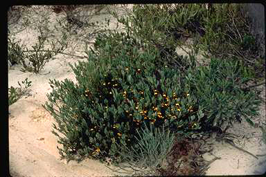 APII jpeg image of Daviesia nudiflora subsp. nudiflora  © contact APII