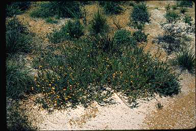 APII jpeg image of Daviesia pedunculata  © contact APII