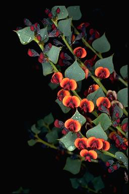 APII jpeg image of Daviesia rhombifolia  © contact APII