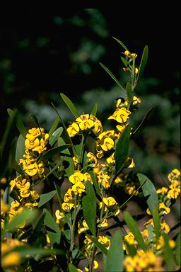 APII jpeg image of Daviesia suaveolens  © contact APII