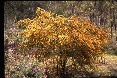 APII jpeg image of Eutaxia myrtifolia  © contact APII