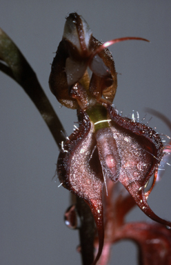APII jpeg image of Pterostylis boormanii  © contact APII