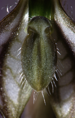 APII jpeg image of Pterostylis biseta  © contact APII