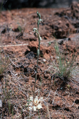 APII jpeg image of Pterostylis biseta  © contact APII