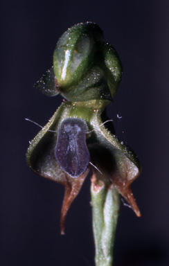 APII jpeg image of Pterostylis gibbosa  © contact APII