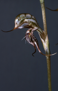 APII jpeg image of Pterostylis valida  © contact APII