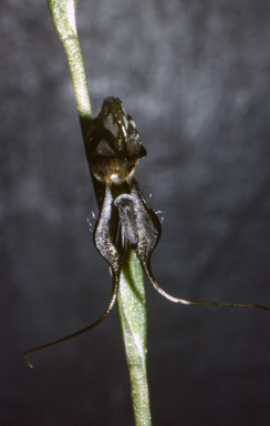 APII jpeg image of Pterostylis valida  © contact APII