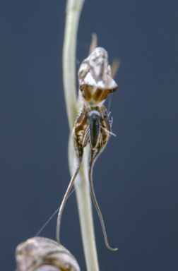 APII jpeg image of Pterostylis excelsa  © contact APII