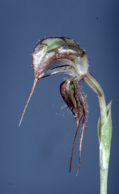 APII jpeg image of Pterostylis spathulata  © contact APII