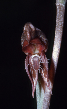 APII jpeg image of Pterostylis rufa  © contact APII