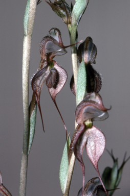 APII jpeg image of Pterostylis petrosa  © contact APII