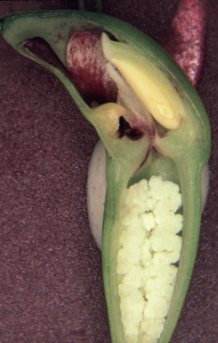 APII jpeg image of Orthoceras strictum  © contact APII